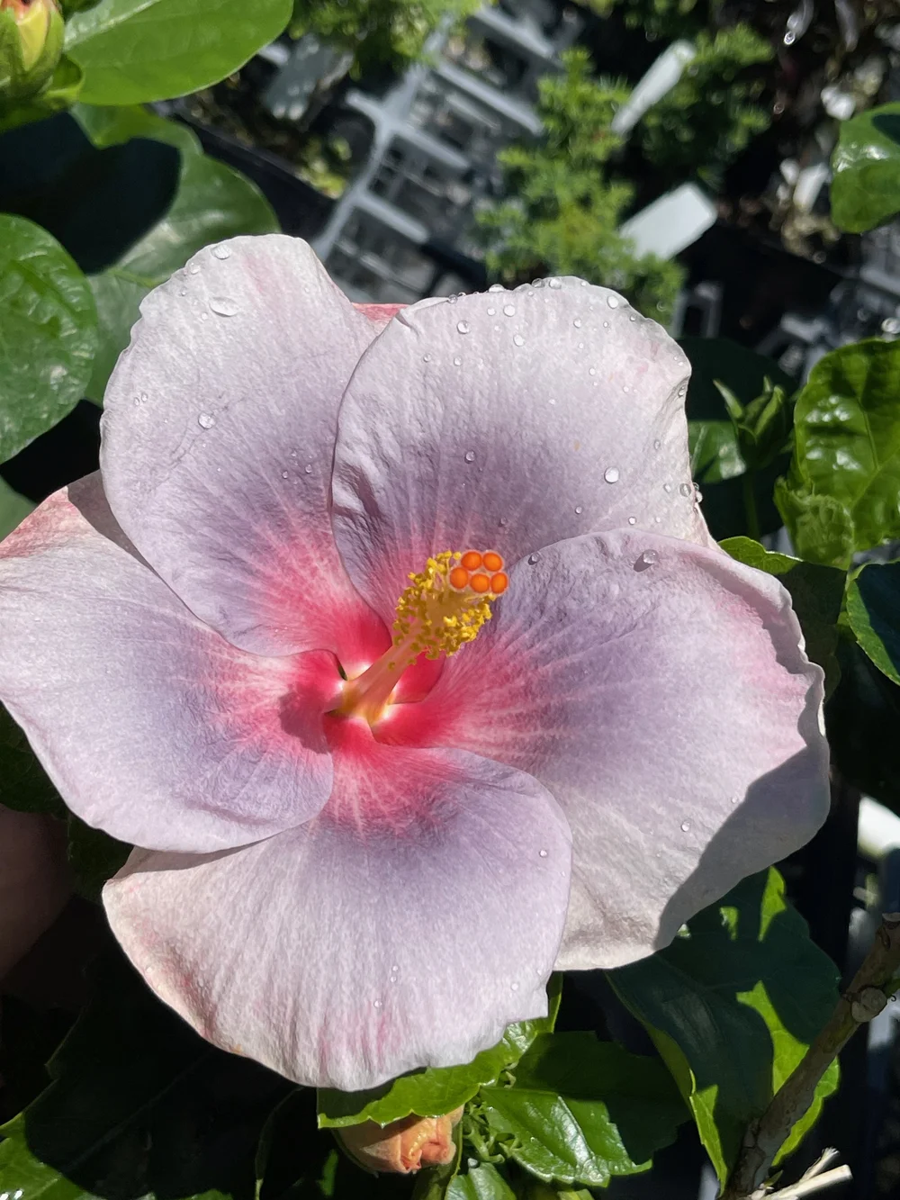 Hibiscus rosa-sinensis 'April Showers' — Vintage Green Farms with